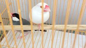 玄凤鹦鹉爆料视频播放,视频播放背后的惊人内幕 第2张 玄凤鹦鹉爆料视频播放,视频播放背后的惊人内幕 第2张